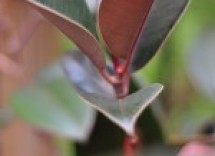 ficus elastica