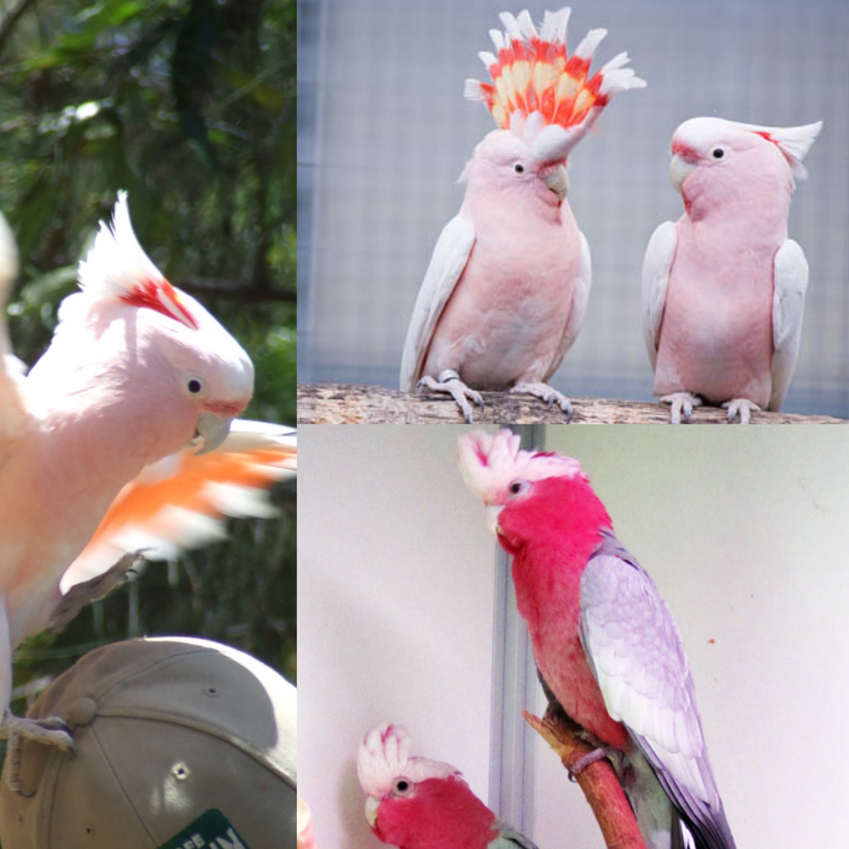 Come ricreare habitat naturale in casa per pappagallo Cacatua