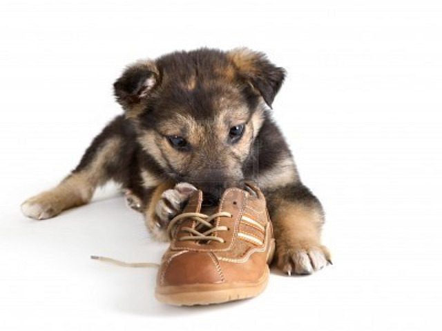 Perchè i cani mangiano le pantofole