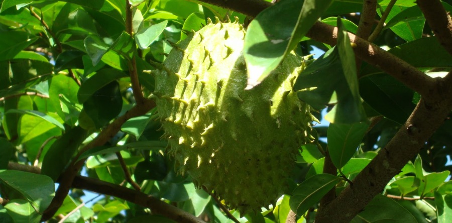 Come usare guanabana frutto esotico contro cancro1