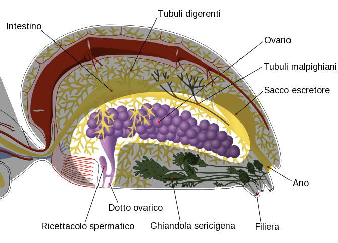 Spider internal anatomy it Repro