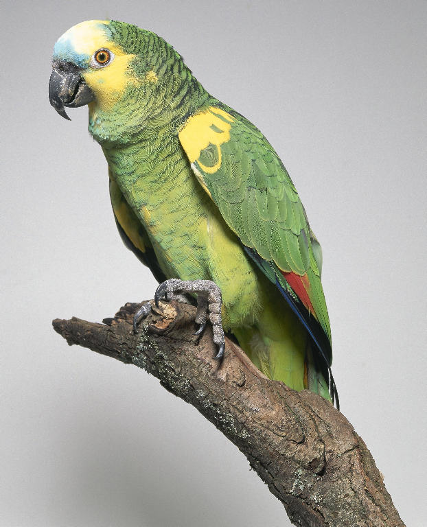 Cosa mangia il pappagallo Amazzone