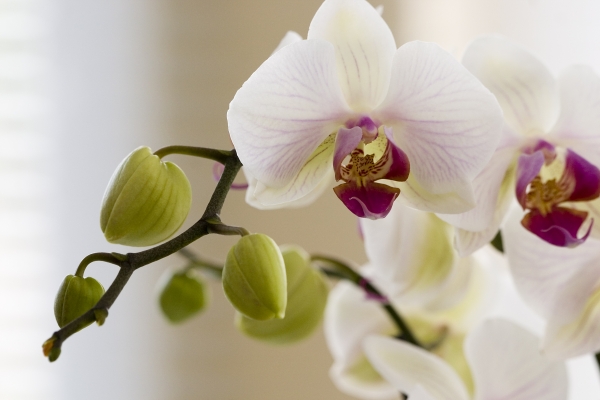 orchidee 18