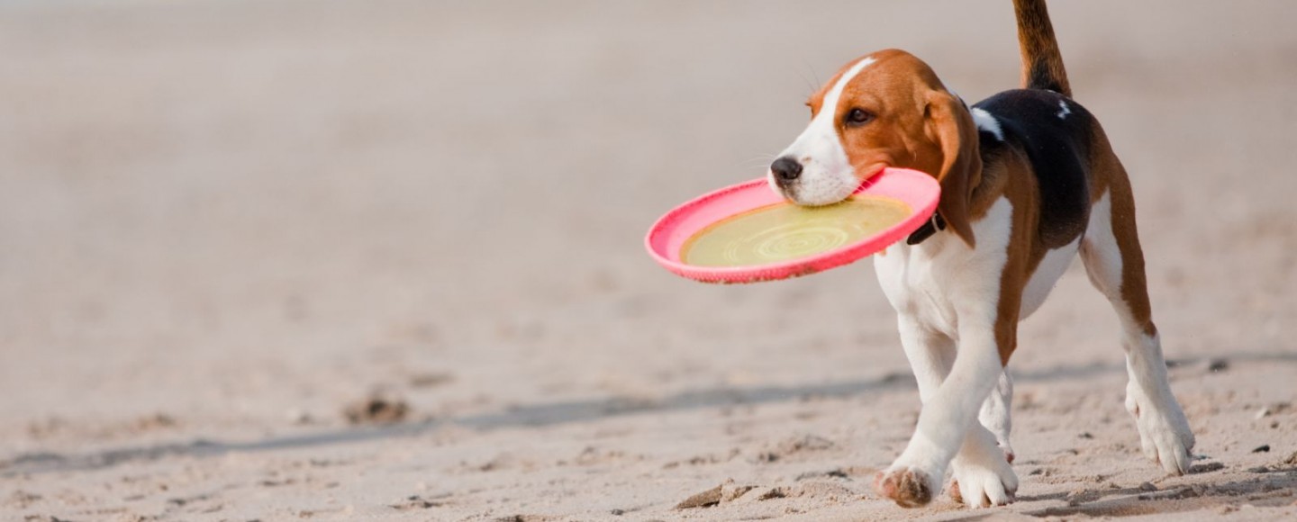 dog frisbee 1440x580