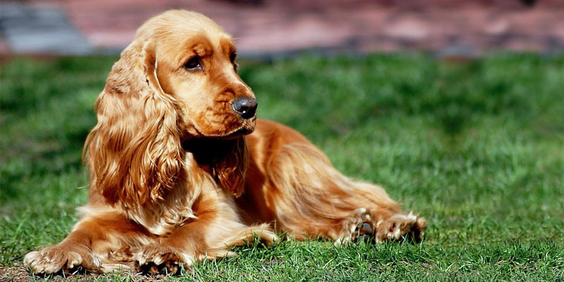 Cocker Spaniel Inglese 1 800x400 800x400