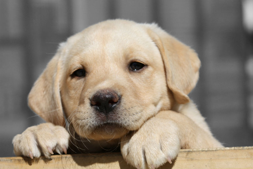 cucciolo labrador