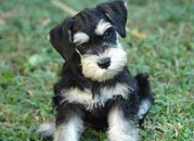 schnauzer nano