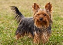 yorkshire terrier