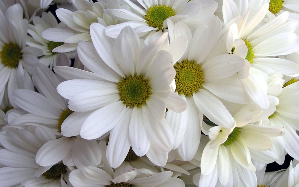 526639  white daisies p