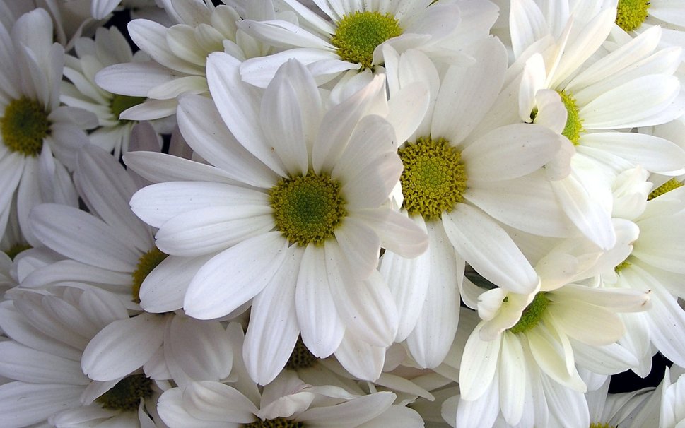 526639  white daisies p