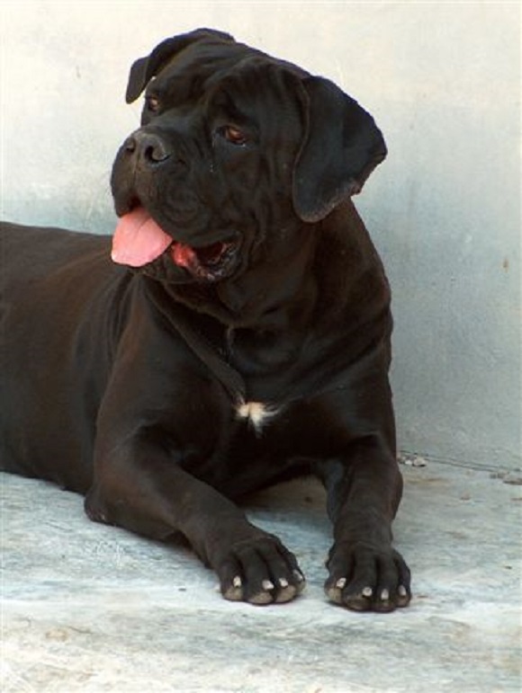 Cane Corso Italiano