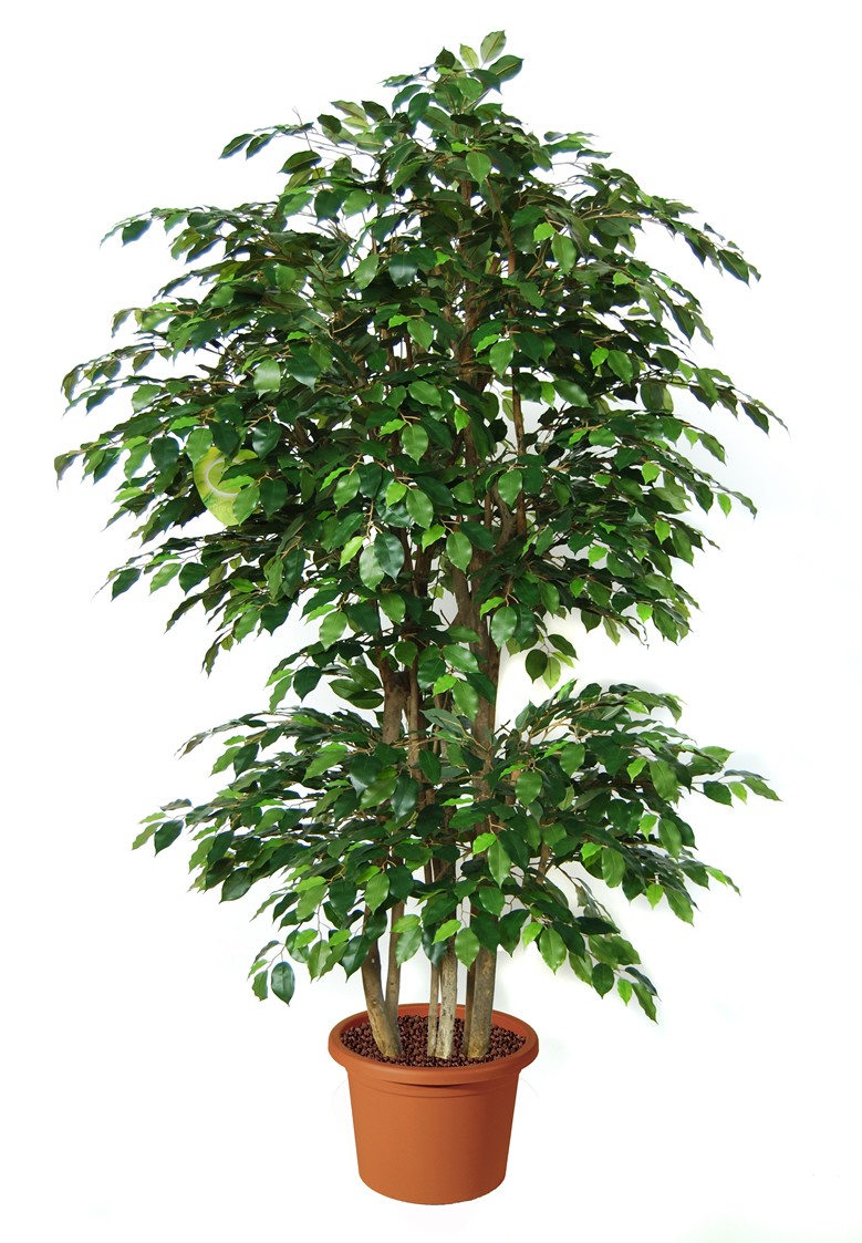 ficus benjamin boschetto pianta artificiale h9308