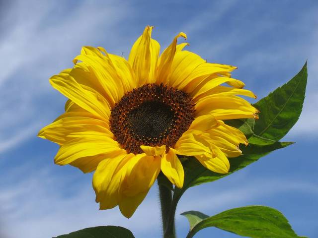 girasole 1