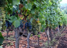800px Etna Wine Agriturismo Passopisciaro Sicily Italy. Field blend
