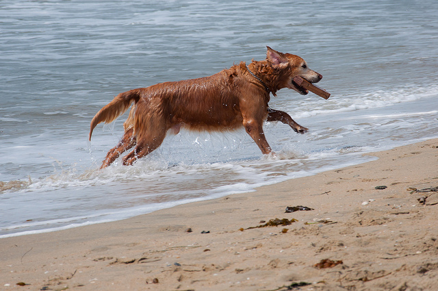 cane corre spiaggia