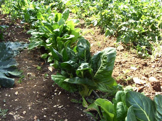 Piante da seminare in giardino ad ottobre