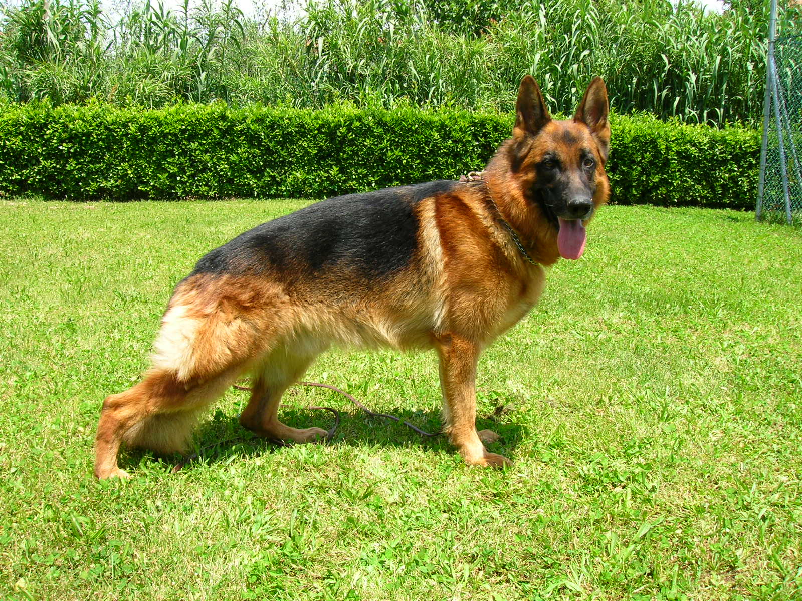 Patologie più frequenti cani razza pastore tedesco