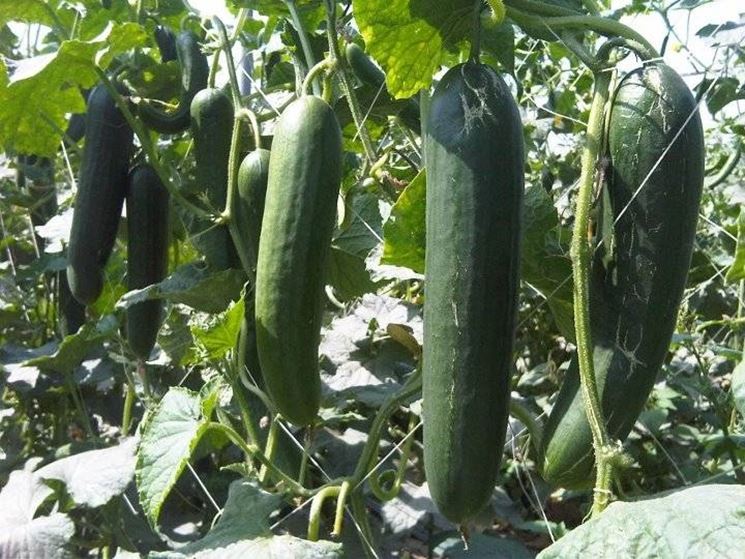 coltivare cetrioli NG3