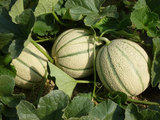 coltivare melone