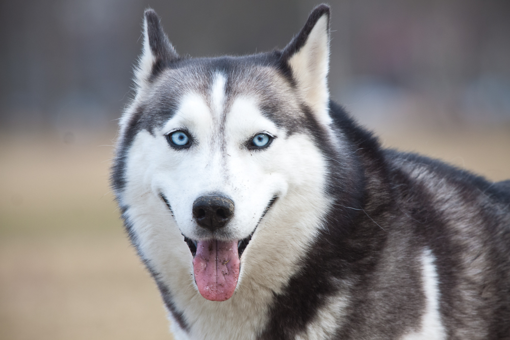 Razza di cane più indipendente