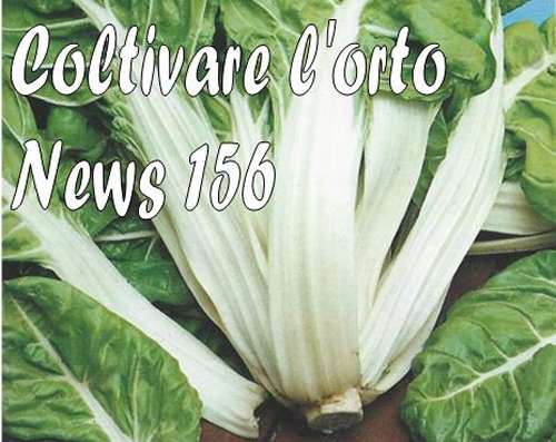 Come coltivare orto con fasi lunari