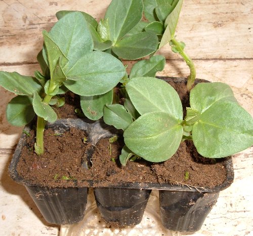 Quali sono piante da seminare a novembre