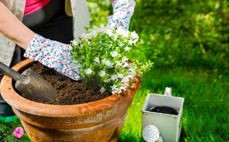 Quando fare il rinvaso in primavera