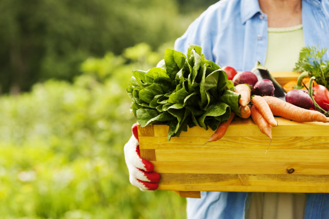 Cosa piantare a maggio e giugno