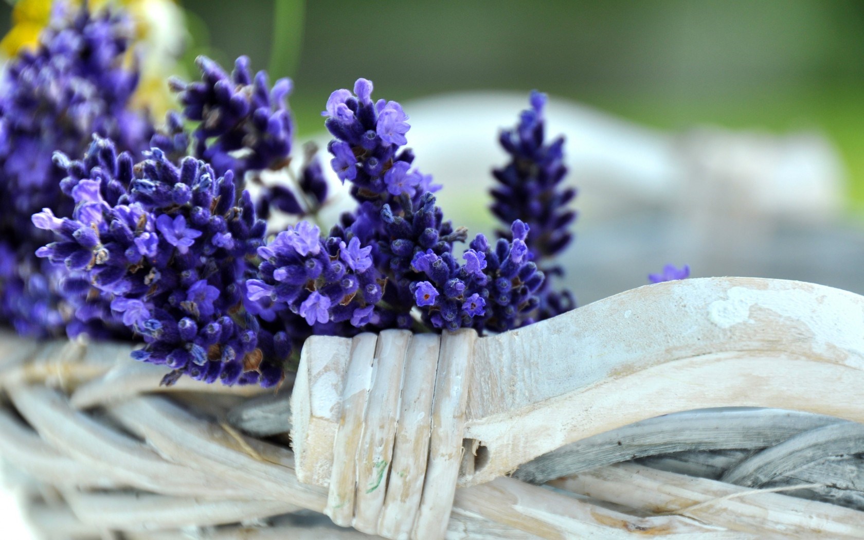 Lavanda