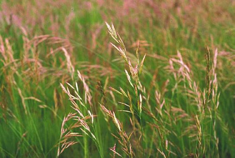 Luoghi da evitare con allergia primavera graminacee