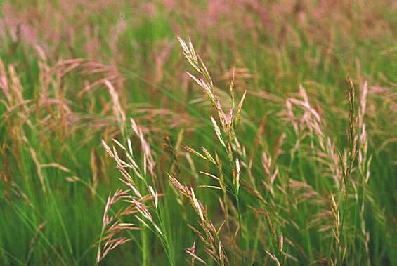 Luoghi da evitare con allergia primavera graminacee