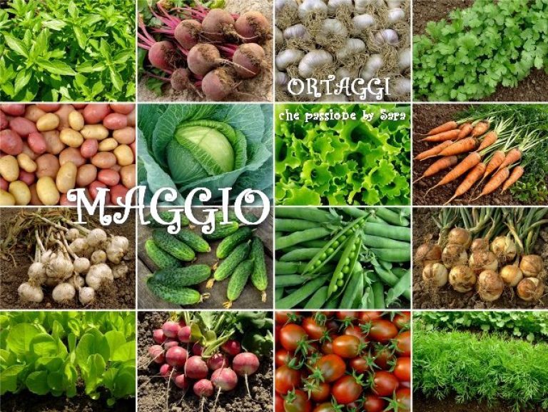 ortaggi da piantare a maggio