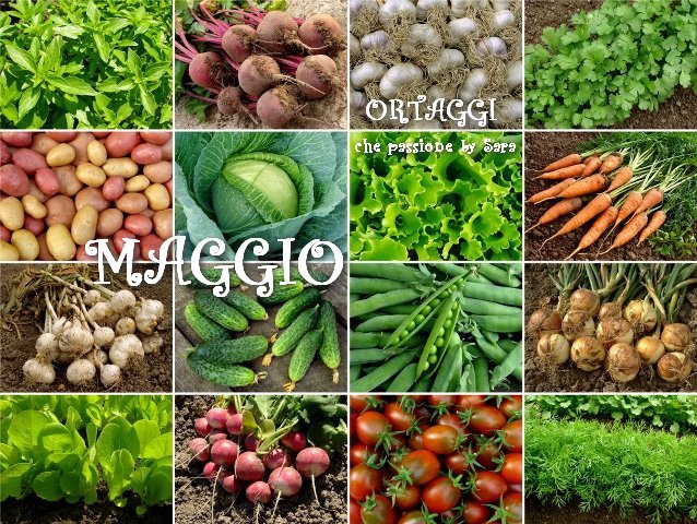 ortaggi da piantare a maggio
