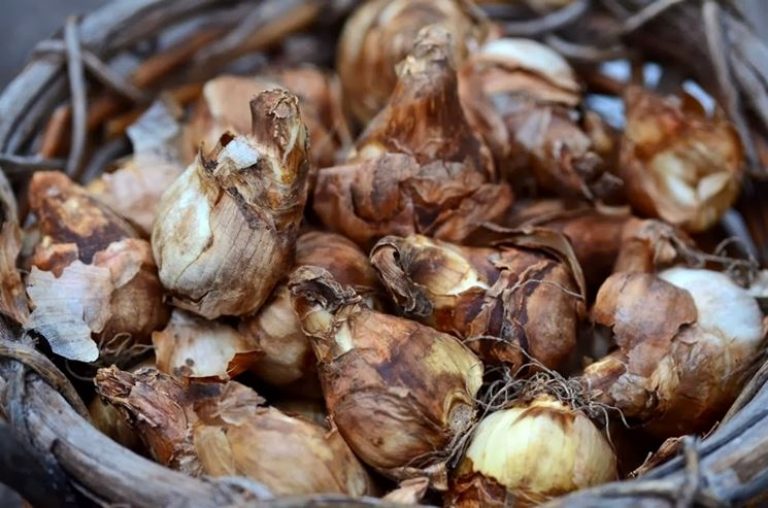 Quali bulbi piantare a giugno