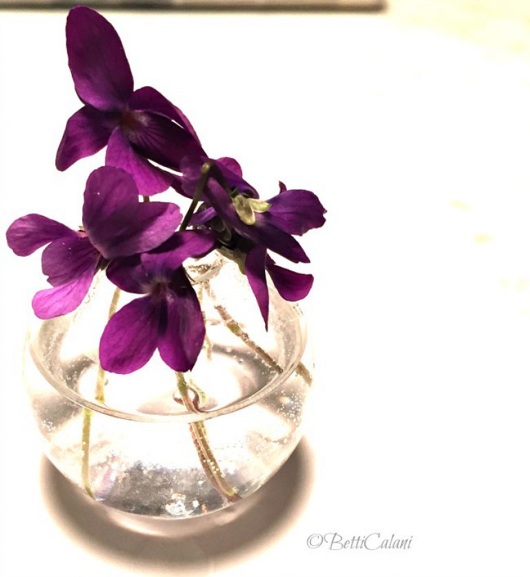 violetta 2