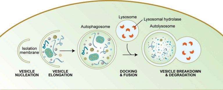 A chi rivolgersi per curare l'autofagia