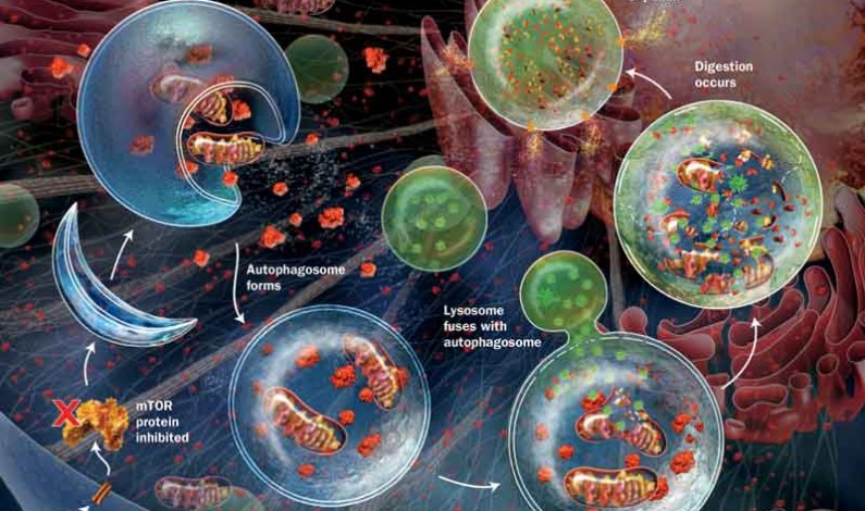 come curare l'autofagia