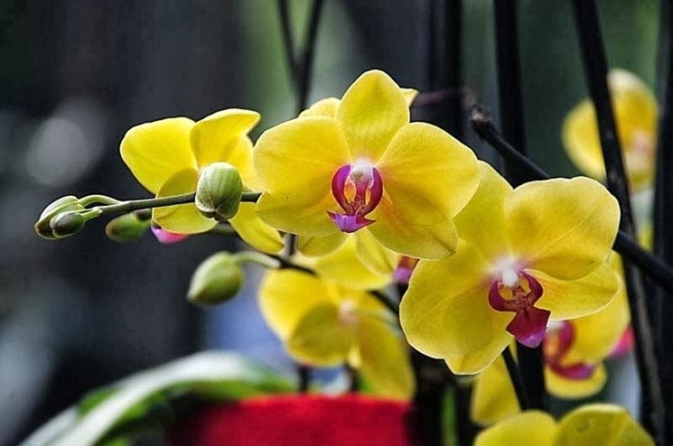 orchidee