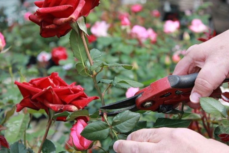 Quando si potano le rose e come