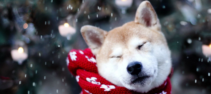 social network per animali