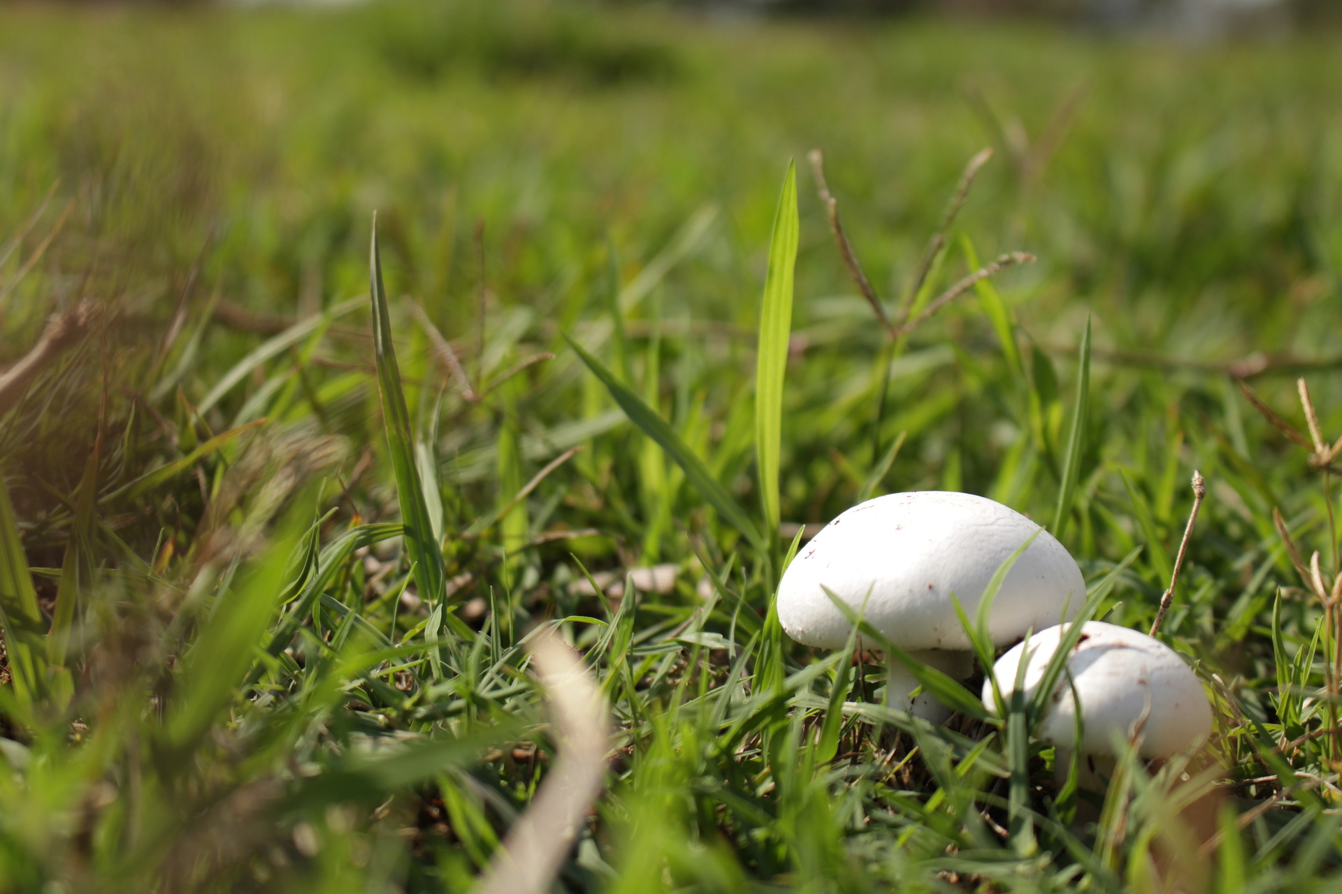 funghi champignons