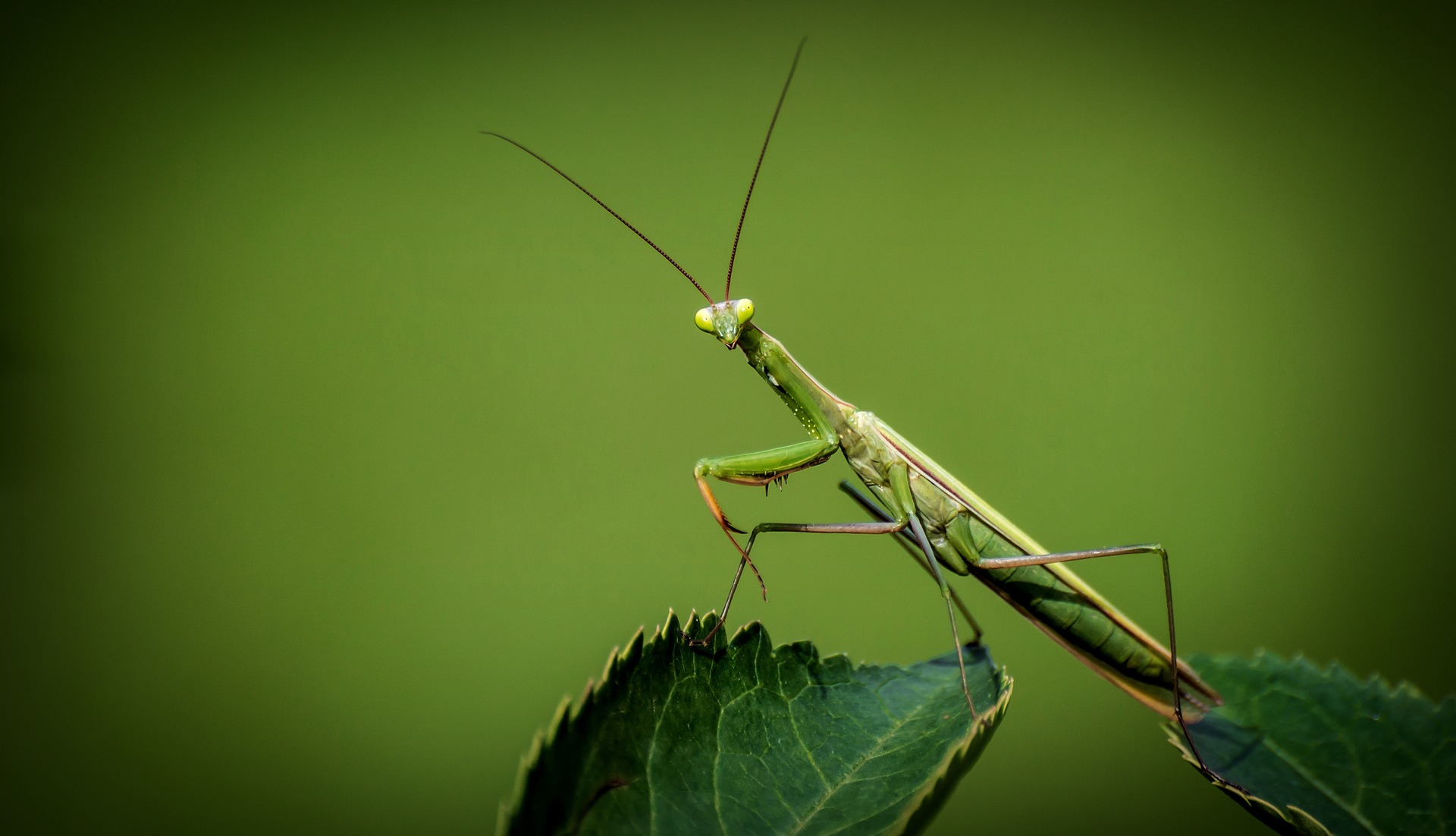 mantide religiosa