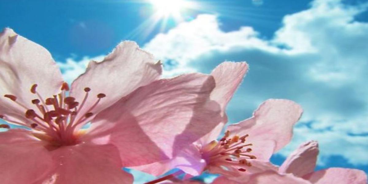 come proteggere i tuoi fiori dal caldo