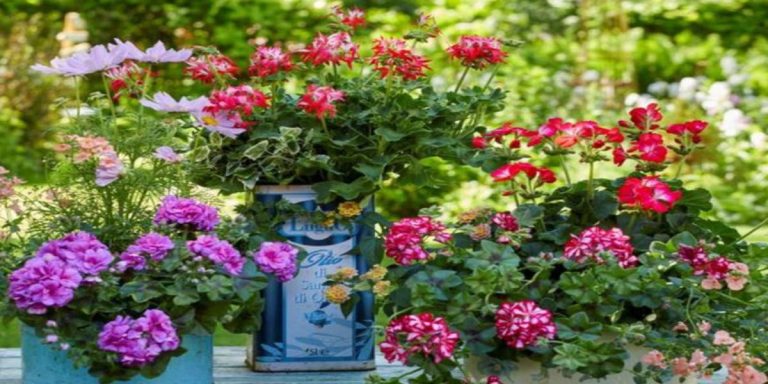 geranio come curarlo