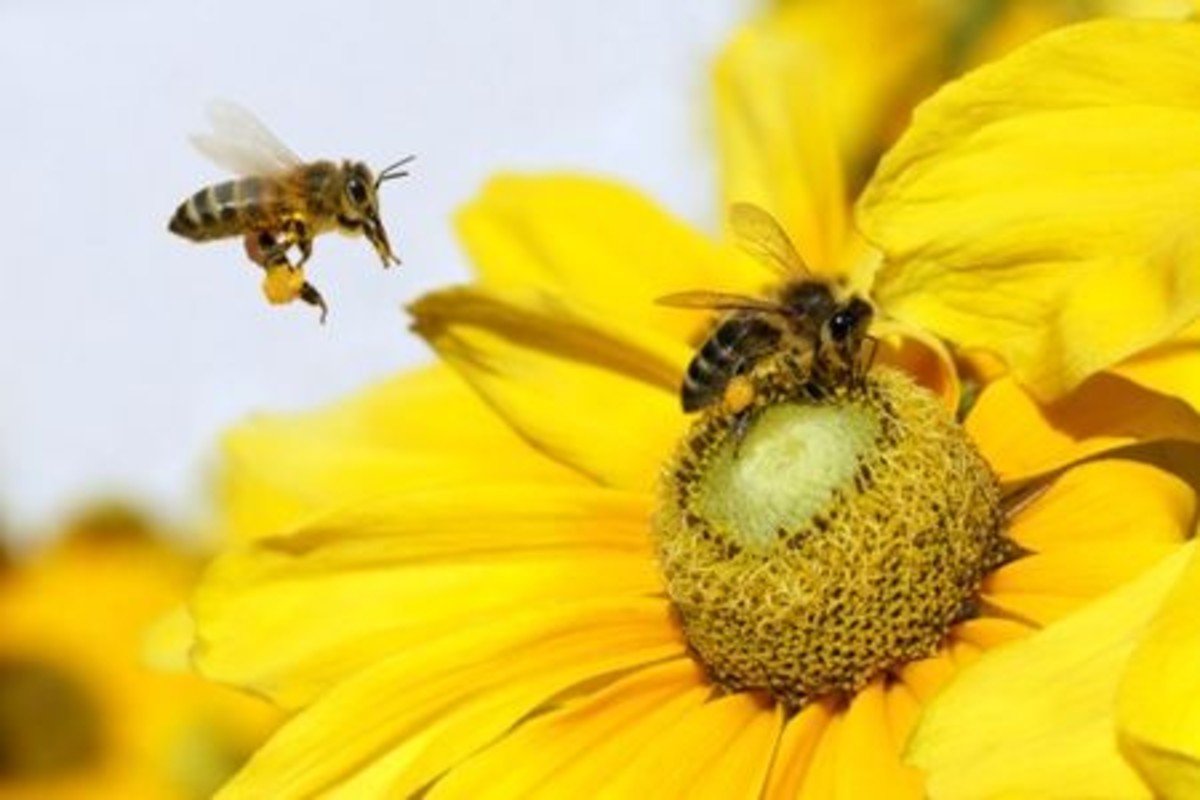 polline d'api