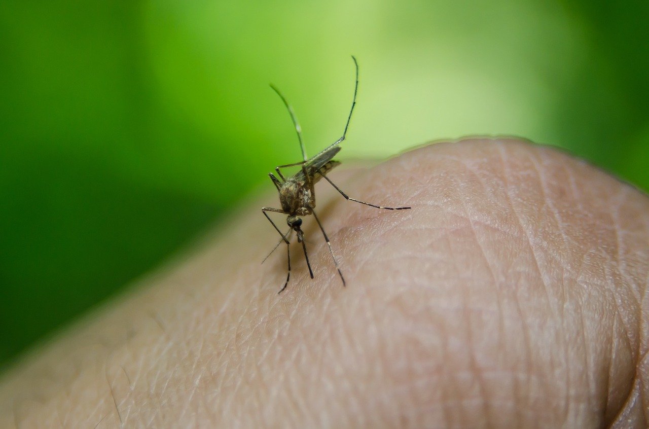 Punture di zanzare: i migliori rimedi da provare