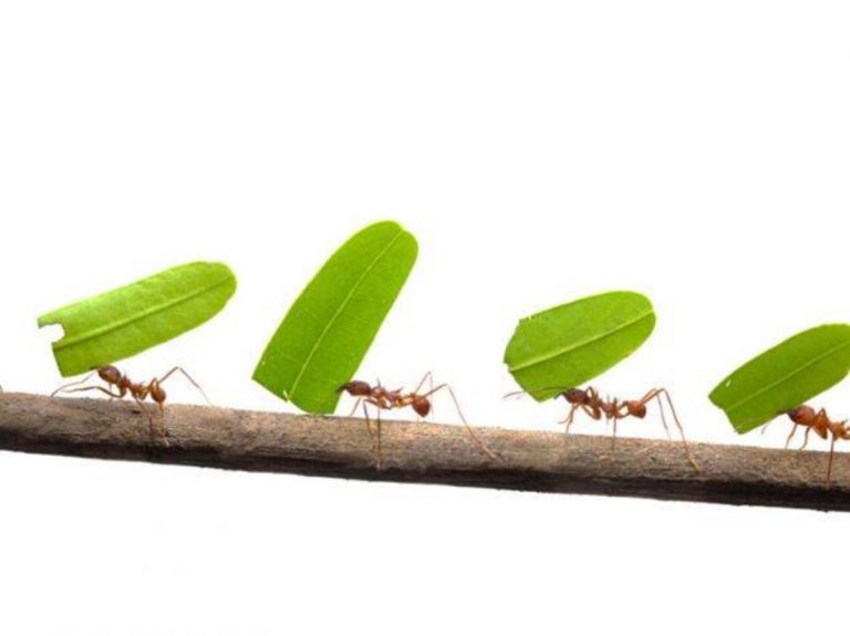 come allontanare gli insetti