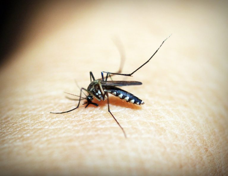 curiosità sulle zanzare
