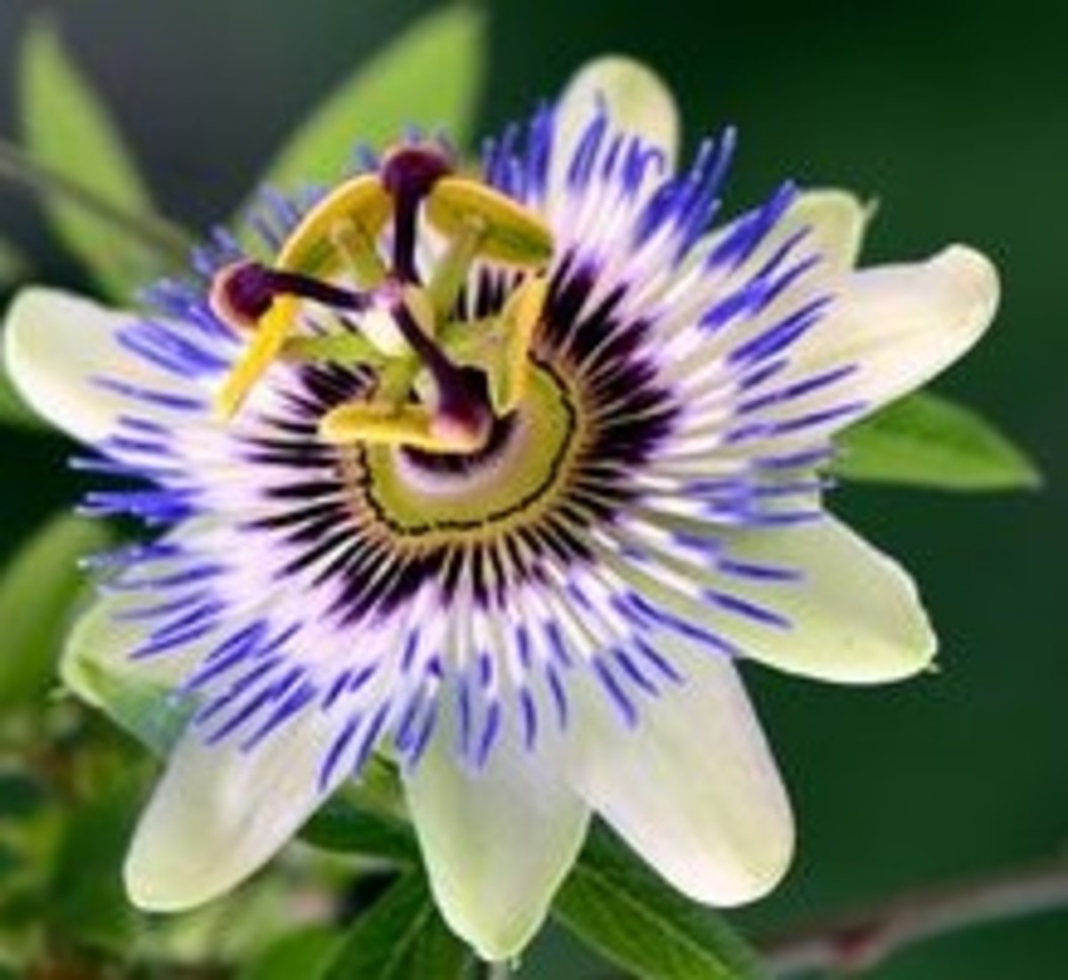 passiflora