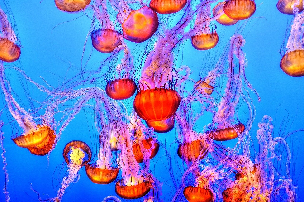 Puntura di medusa cosa fare